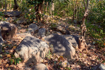 Dry tree leaves of Shorea robusta, (the sal or shaal tree) covering forest ground with thick layers. It is the dominant tree in deciduous forests of Purulia (Jungle Mahals) district, West Bengal.