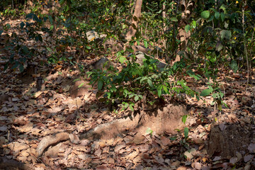 Dry tree leaves of Shorea robusta, (the sal or shaal tree) covering forest ground with thick layers. It is the dominant tree in deciduous forests of Purulia (Jungle Mahals) district, West Bengal.