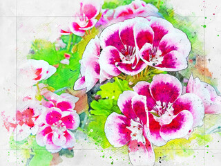 Blooming geranium flower varios colors. Artistic watercolor drawing geraniums illustration.