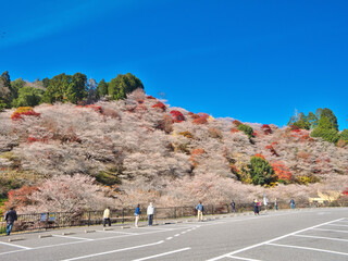 Cherry blossoms and Autumn leaves called Kawami Shikizakura in Toyota,Aichi,Japan