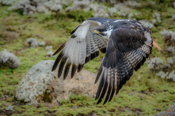 Augur buzzard (Buteo augur) in Floght. Bale Mountains National Park. Ethiopia.