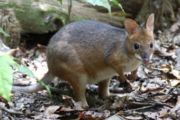 Australian Red-legged Pademelon in rainforest