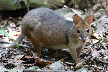 Australian Red-legged Pademelon in rainforest