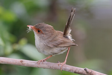 Female Superb Fairywren with food in beak
