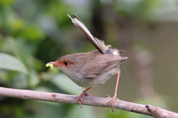 Female Superb Fairywren with food in beak