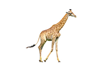 Giraffe walking isolated on transparent background.