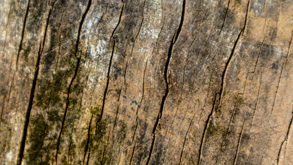 old wood texture as a background
