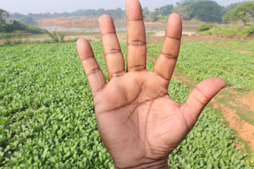 Gesture with finger on radish farm