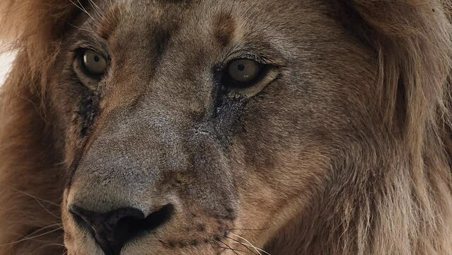 Big male lion king beautiful morning portrait, Southwest African lion close look filmed on high quality high speed camera nikon z9 