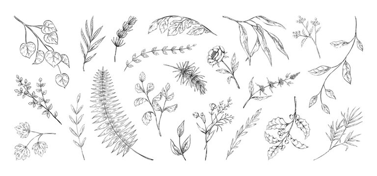 Fern plant, hand drawn leaf, line sketch. Vintage herb, floral nature like eucalyptus black and white branch. Garden herbs stem and meadow petals. Elegant doodles. Vector outline illustration