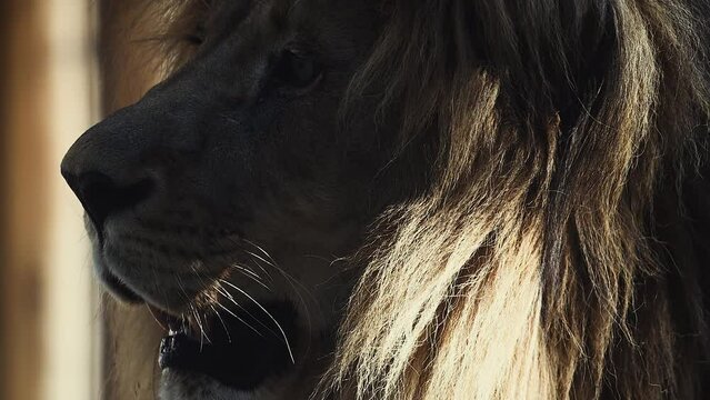 Big male lion king beautiful morning portrait, Southwest African lion close look filmed on high quality high speed camera nikon z9 