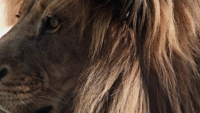 Big male lion king beautiful morning portrait, Southwest African lion close look filmed on high quality high speed camera nikon z9 