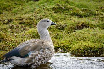 Blue-winged Goose (Cyanochen cyanoptera). Bale Mountains National Park. Ethiopia.
