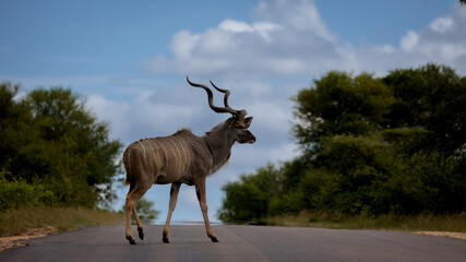 a big kudu bull crossing the road