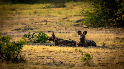 African wild dog photographed during the golden hour