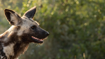African wild dog photographed during the golden hour
