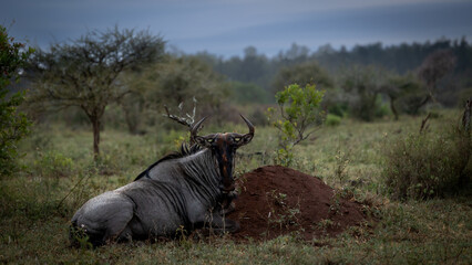 a blue wildebeest taking a break