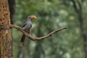 Most Beautiful Malabar grey hornbill having fruits with beautiful background at Coorg,Karnataka,India
