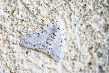 Moth on the white wall 