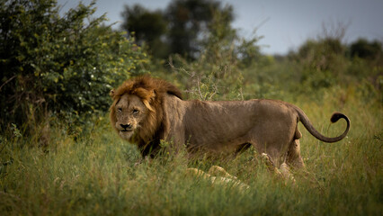 Mature black mane lion in green grass