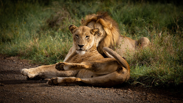 A mating pair of lions on the road
