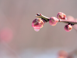 ウメ「一流」のつぼみに付いた水滴