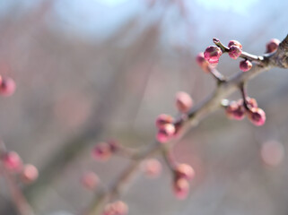 ウメ「一流」のつぼみに付いた水滴