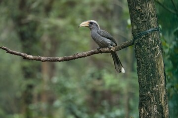 Most Beautiful Malabar grey hornbill having fruits with beautiful background at Coorg,Karnataka,India
