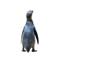 Penguin isolated on transparent background png file - obrazy, fototapety, plakaty