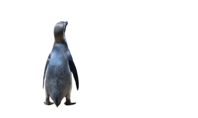 Outdoor-Kissen Penguin isolated on transparent background png file © Passakorn