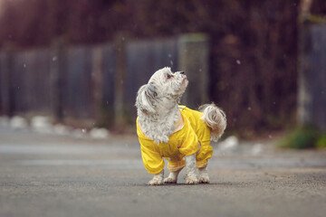 Portrait of a cute little havanese dog wearing a yellow rain coat outdoors at a walkie
