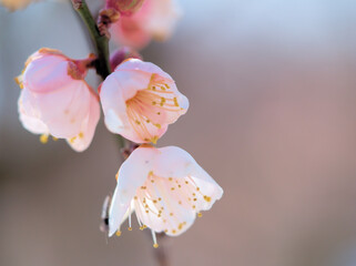 2月に咲いたウメ「紅冬至（コウトウジ）」
