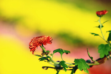 beautiful red with orange Chrysanthemum flower blooming in the garden with colorful background in autumn
