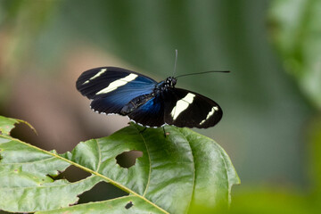 Ein schöner blauschwarz schillernder Schmetterling mit weißen Streifen aus Costa Rica