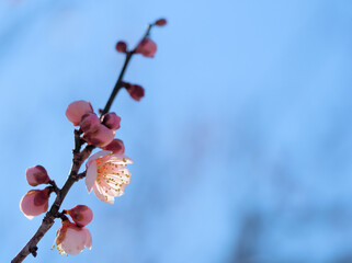 2月に咲いたウメ「紅冬至（コウトウジ）」