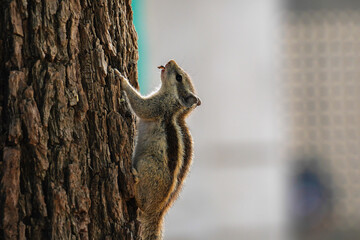 a squirrel is climbing on a tree