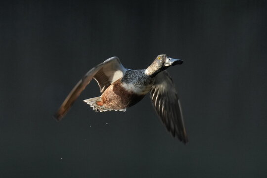 Northern Shoveler In Flight