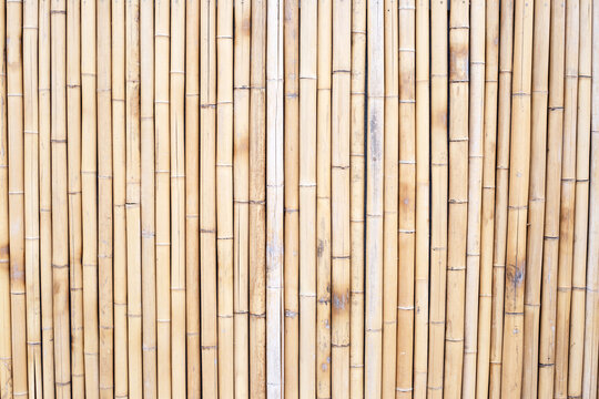 Yellow bamboo texture. Dried bamboo wall or fence background