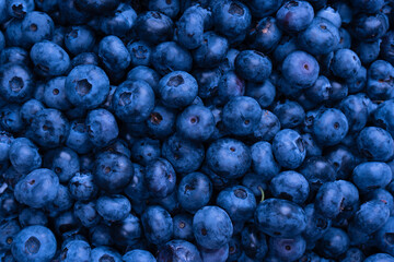 Fresh blueberry background. Texture blueberry berries close up.