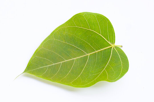 Green bodhi leaf on a white background.