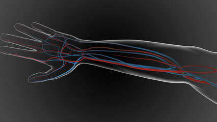 arteries carry oxygenated blood and veins carry deoxygenated blood 3D