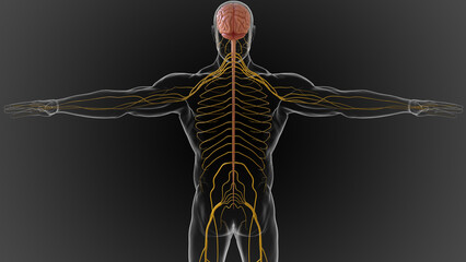 The central nervous system is made up of the brain and spinal cord 3D