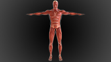 muscular system is an organ system responsible for providing strength 3D