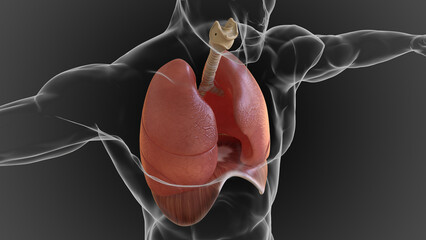 human lungs and respiratory system allow oxygen in the air to be taken into the body 3D
