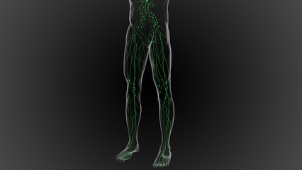 Lymphatic system is a network of delicate tubes throughout the body, It drains fluid 3D
