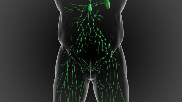 Lymphatic system is a network of delicate tubes throughout the body, It drains fluid 3D