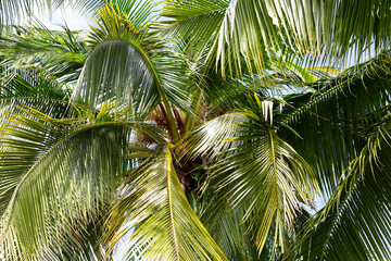 Coconut palm trees, beautiful tropical with sky and clouds.