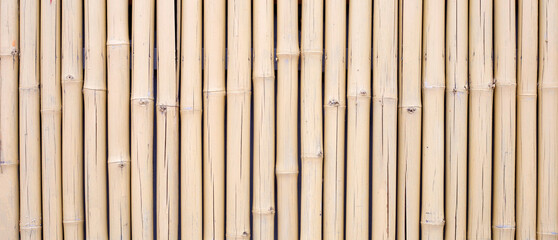 Yellow bamboo texture. Dried bamboo wall or fence background