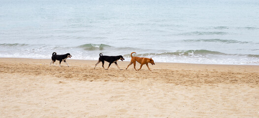 Dogs walking on the beach. Pattaya, Thailand