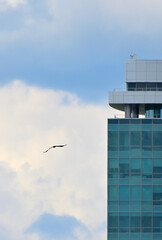 Obraz premium The silhouette of an eagle against the backdrop of an urban landscape on a cloudy day